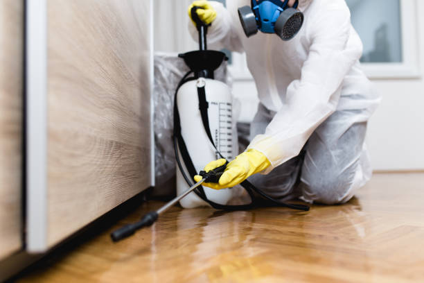 Best Bed Bug Extermination  in Little Cypress, TX