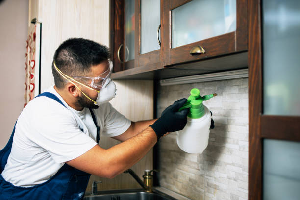 Best Pest Removal Services  in Little Cypress, TX