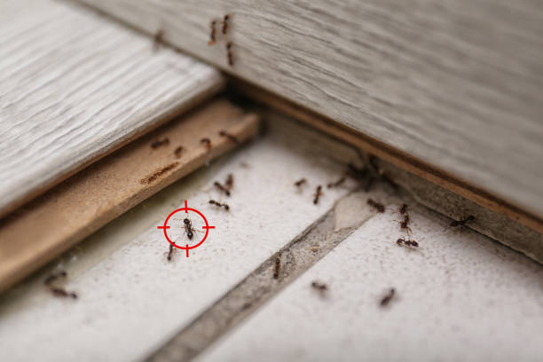 Flea Control Services in Little Cypress, TX