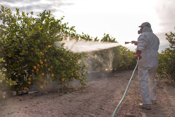 Best Pest Inspection Near Me  in Little Cypress, TX