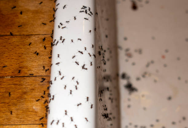Pest Control Cost in Little Cypress, TX